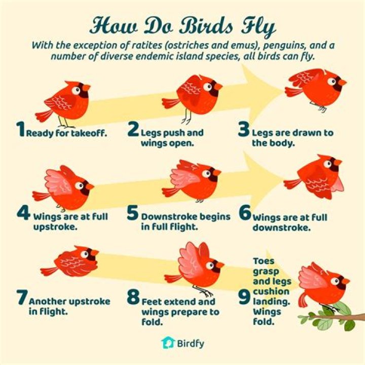 How do birds fly facts?