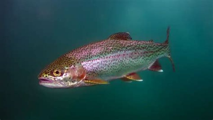 How do you fish rainbow trout through the ice?