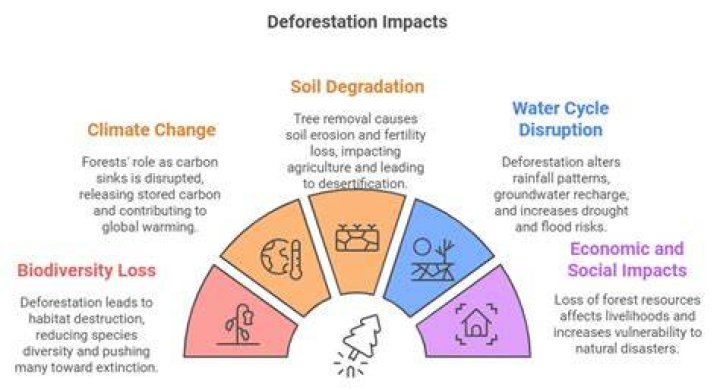 How does deforestation affect the communities?