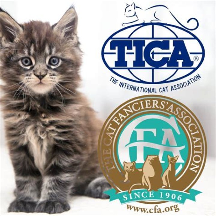What is CFA and TICA?